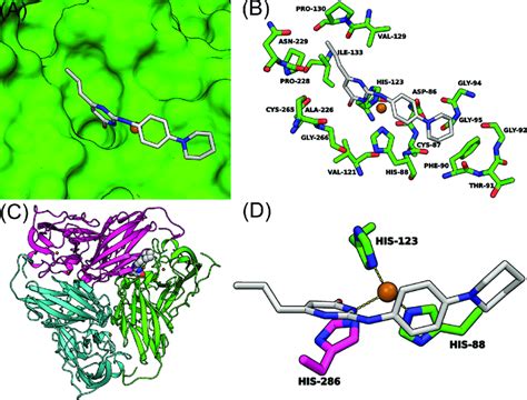 Surface A And Active Site View B Of Docking Predicted Binding Mode