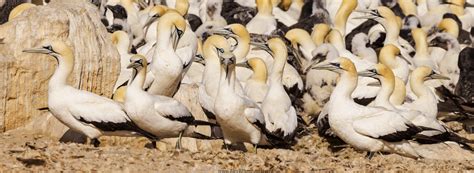 Australasian Gannet Breeding With A Cape Gannet On Bird Island