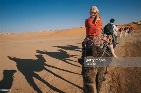 Camel Caravan Going Through The Sahara Desert In Morocco At Sunset High