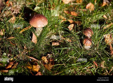 Edible Brown Mushrooms Grow In The Woods Leccinum Scabrum Stock Photo