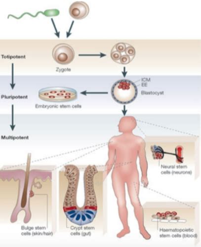 Exam Stem Cells I And Ii Flashcards Quizlet