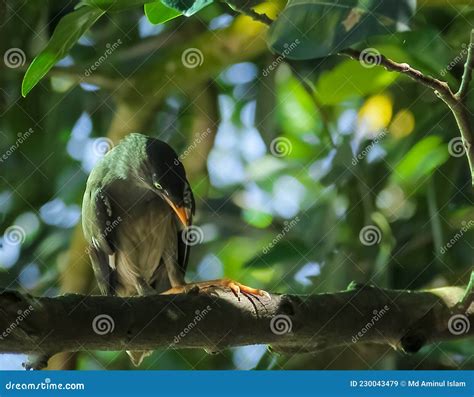 Javan Myna Bird Is Sitting On A Branch Of Tree Stock Photo