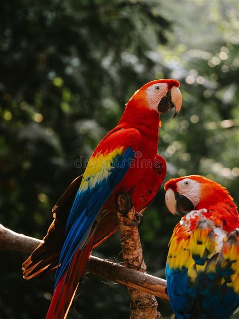 Two Tropical Parrots with Vivid and Colorful Feathers Perched Atop a ...