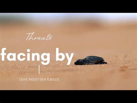 OLIVE RIDLEY SEA TURTLE DOCUMENTARY BY TEJA WILDLIFE