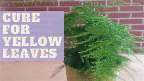 Asparagus Fern Plant Asparagus Fern Yellow Or Brown Leaves Youtube