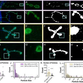 GPI anchor alters localization of DIP α in neurons and Dpr10 in