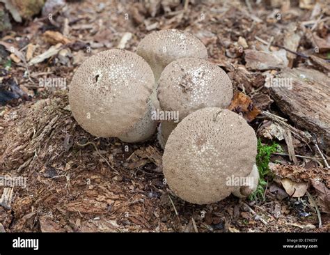 Common Puffball Hi Res Stock Photography And Images Alamy