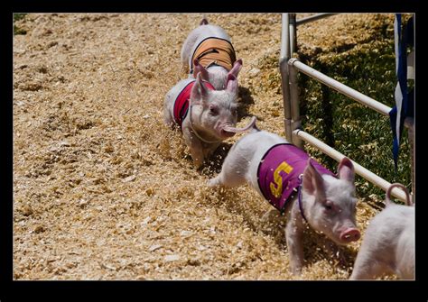 Pig Racing | RobsBlogs