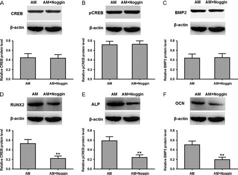 Figure 1 From Adrenomedullin Promotes The Odontogenic Differentiation