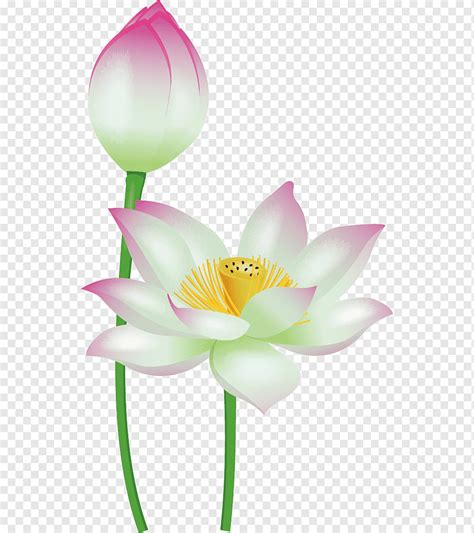 Pink And White Flowers Illustration Nelumbo Nucifera Euclidean Hand