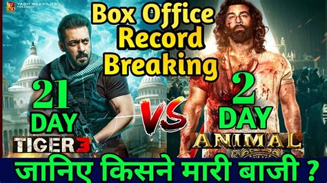 Tiger 3 Box Office Collectiontiger 3 Vs Animal Box Office Comparison