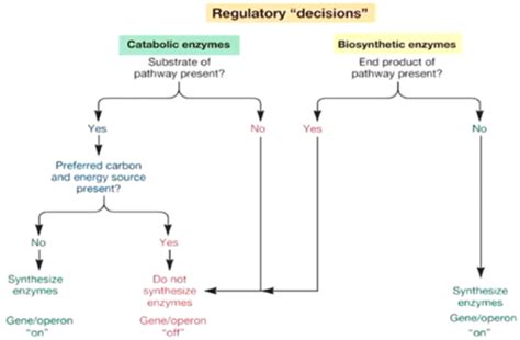 Regulation And Gene Activity In Prokaryotes And The Lactose Operon