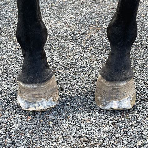 Treating Laminitis In Broodmares At Raheen Stud