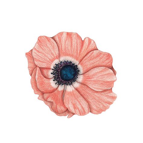 Royalty Free Anemone Flower Clip Art Vector Images And Illustrations