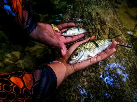 Stream Fishing Pancingan Jeram Ikan Sebarau Hampala Silau Spoon