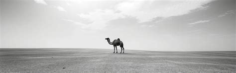 Premium Photo | Black and white of a camel in the desert with sky ...