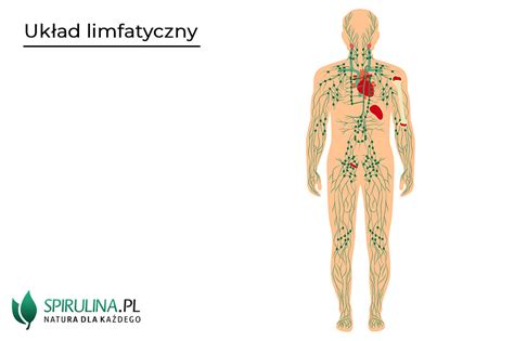 Jak wzmocnić układ limfatyczny algi Spirulina i Chlorella