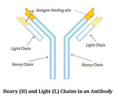 Immunoglobulin Structure and Function | EasyBiologyClass