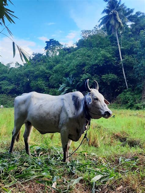 A cow in farm stock image. Image of bovine, grass, nature - 258727505