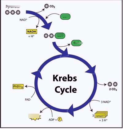 metabolism Diagram | Quizlet