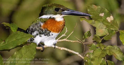 Green Kingfisher - American Bird Conservancy