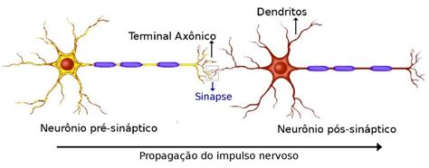 O que é sinapse Função no cérebro tipos e como ocorre