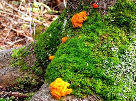 Orange Jelly Photograph By Timothy Myles Fine Art America