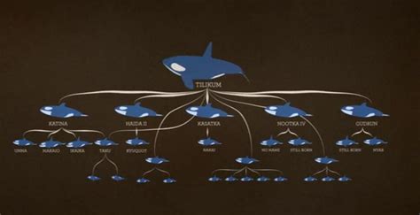 Tilikum Family Tree