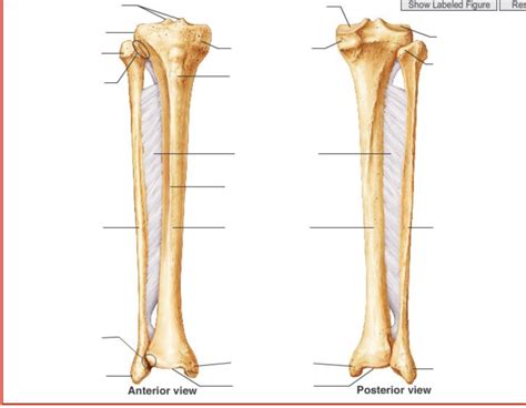 Patella Tibia Fibula Diagram Quizlet