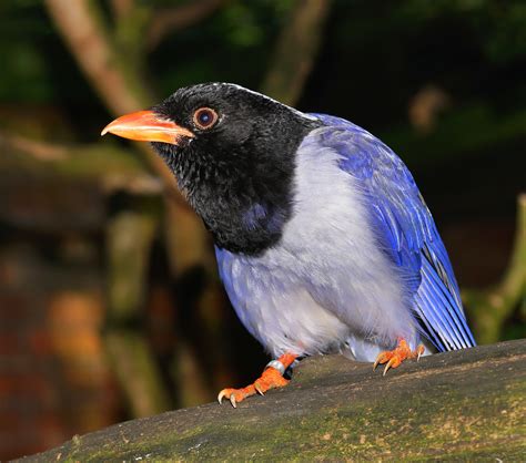 Fotos Gratis Naturaleza P Jaro Ala Fauna Silvestre Pico Color