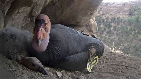 Condors Reproduced Asexually in a Remarkably Improbable Event - Nerdist