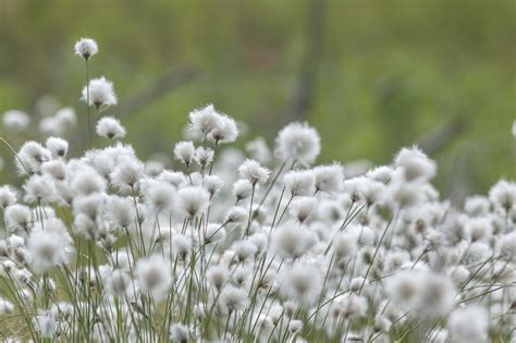 Cotton Grass Flower Plant Free Photo On Pixabay