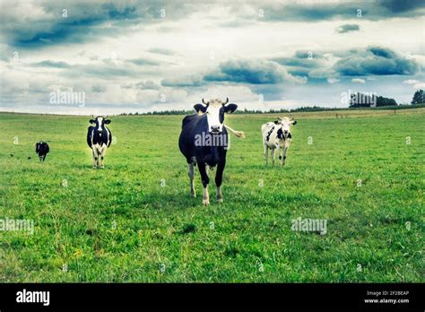 Four Cows Hi Res Stock Photography And Images Alamy