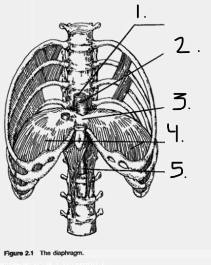 The Diaphragm Diagram | Quizlet