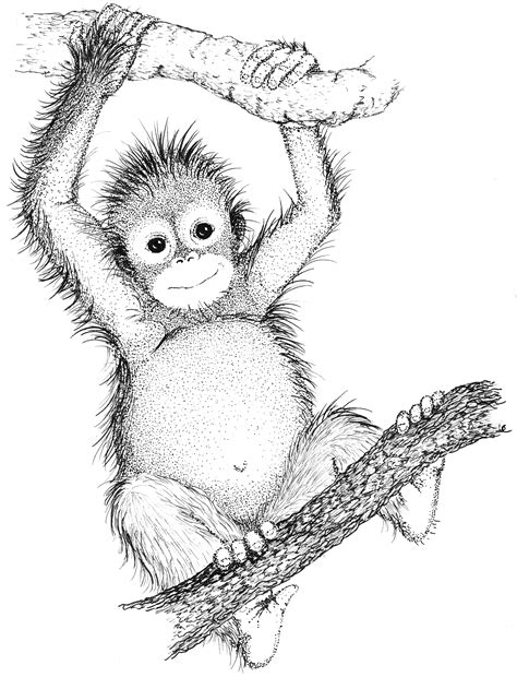 The Best Free Orangutan Drawing Images Download From 63 Free Drawings