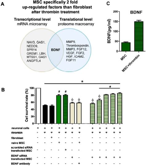 Gene Expression Analysis Of Upregulation In MSCs And In Vitro