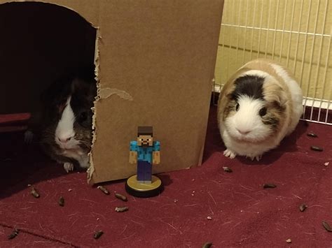 Just Like Top Smash Players Steve Confuses My Guinea Pigs R