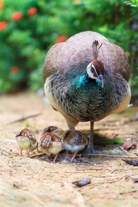 The Indian peafowl stock photo. Image of bird, family - 81096884