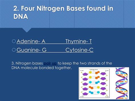 Ppt Dna Dna Replication Powerpoint Presentation Free Download Id