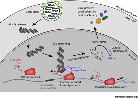 Influenza Replication Step By Step