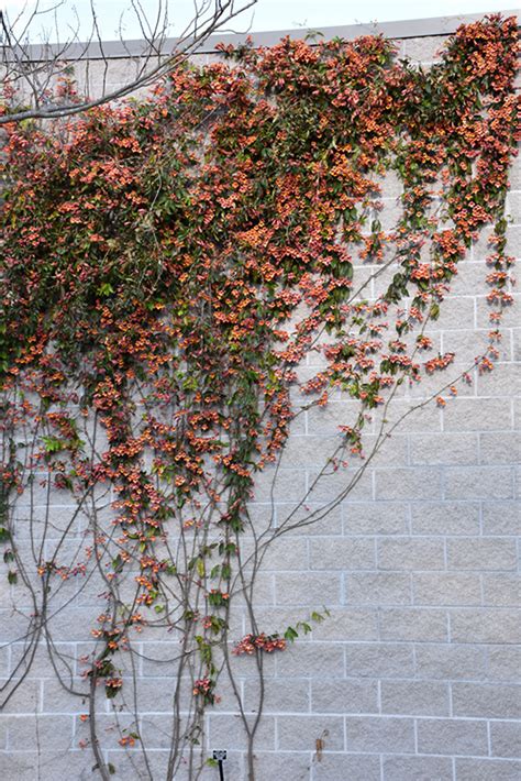 Tangerine Beauty Cross Vine Bignonia Capreolata Tangerine Beauty In