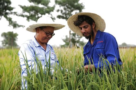 In Pics How Chinas Father Of Hybrid Rice Helps Feed A Hungry World Xinhua Englishnewscn