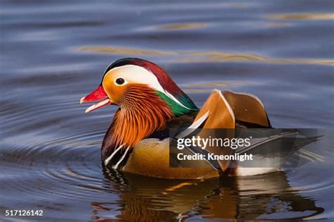 Male Mandarin Duck High-Res Stock Photo - Getty Images