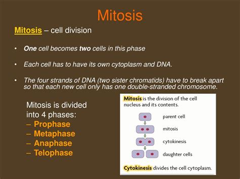 Ppt Chapter 5 Mitosis And The Cell Cycle Review Powerpoint Presentation Id 6334704