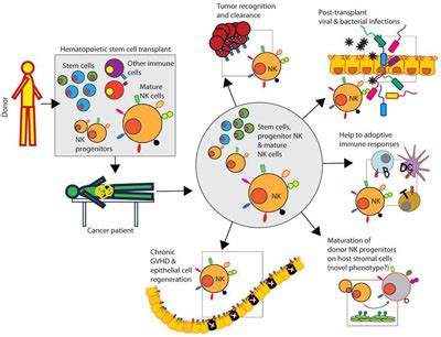 Cancer Immunotherapy with Natural Killer Cells NK Cells