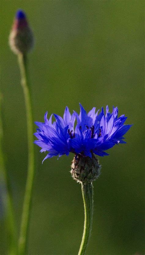 Beautiful Cornflower Blue Flower