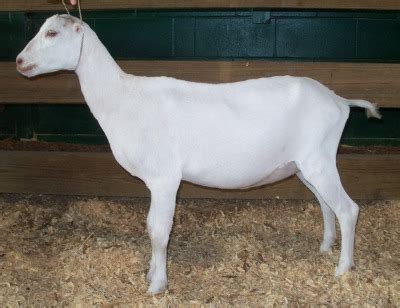 Lamancha Goat – All About Goats