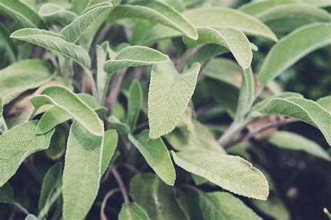 智者 草本植物 植物 Pixabay上的免费照片 Pixabay