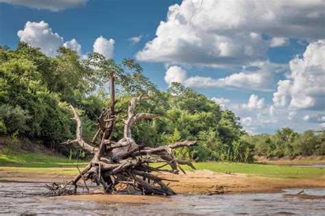 "Pantanal Wetlands" Images – Browse 1,599 Stock Photos, Vectors, and ...