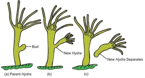 Budding In Hydra